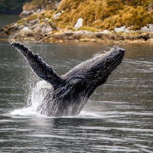 Patagonia full day: ballenas y glaciares