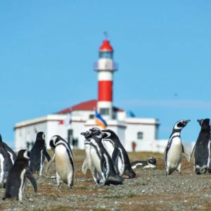 Patagonia navegaciÓn isla magdalena e isla marta
