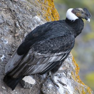 Patagonia vida silvestre patagonica